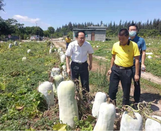 省供銷社黨委書記、理事會主任雷雨幫助農(nóng)戶銷售冬瓜